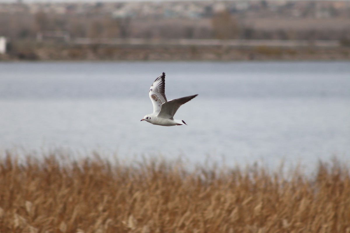 Black-headed Gull - ML643347954