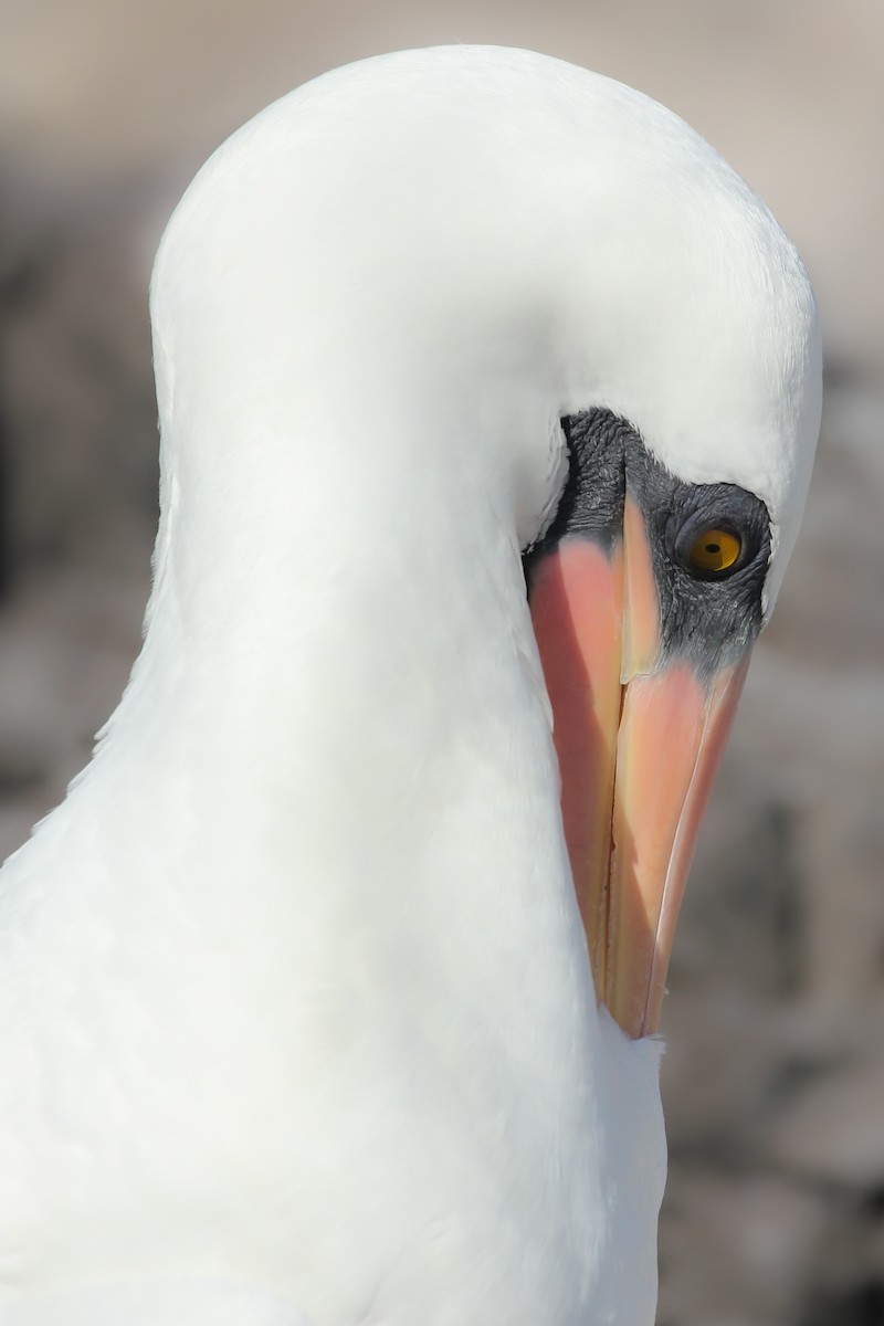 Nazca Booby - ML643347955