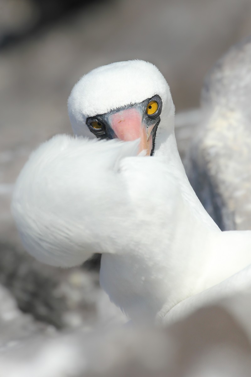 Nazca Booby - ML643347956