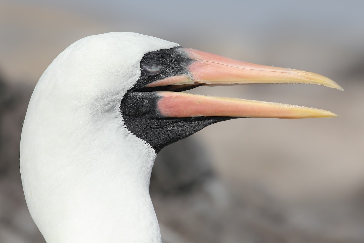 Nazca Booby - ML643347957