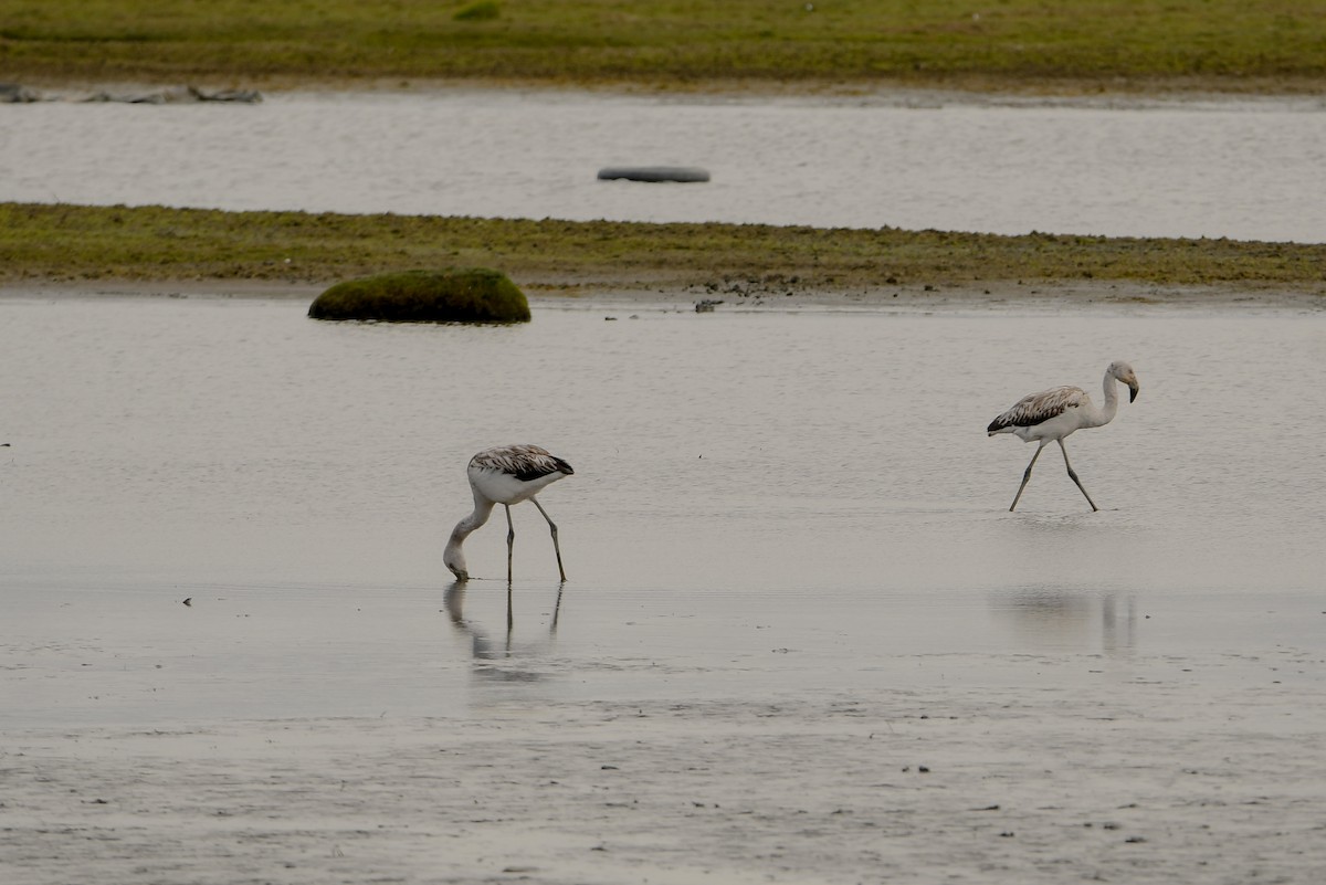 Chilean Flamingo - ML643347979