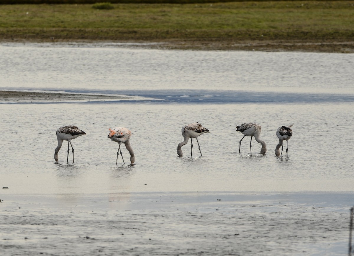 Chilean Flamingo - ML643347980