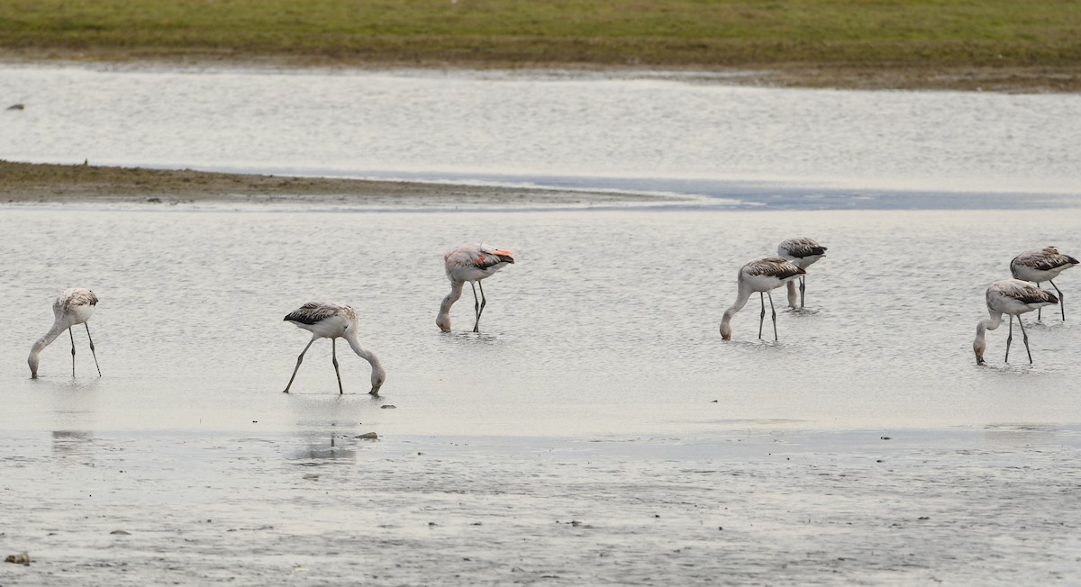 Chilean Flamingo - ML643347981