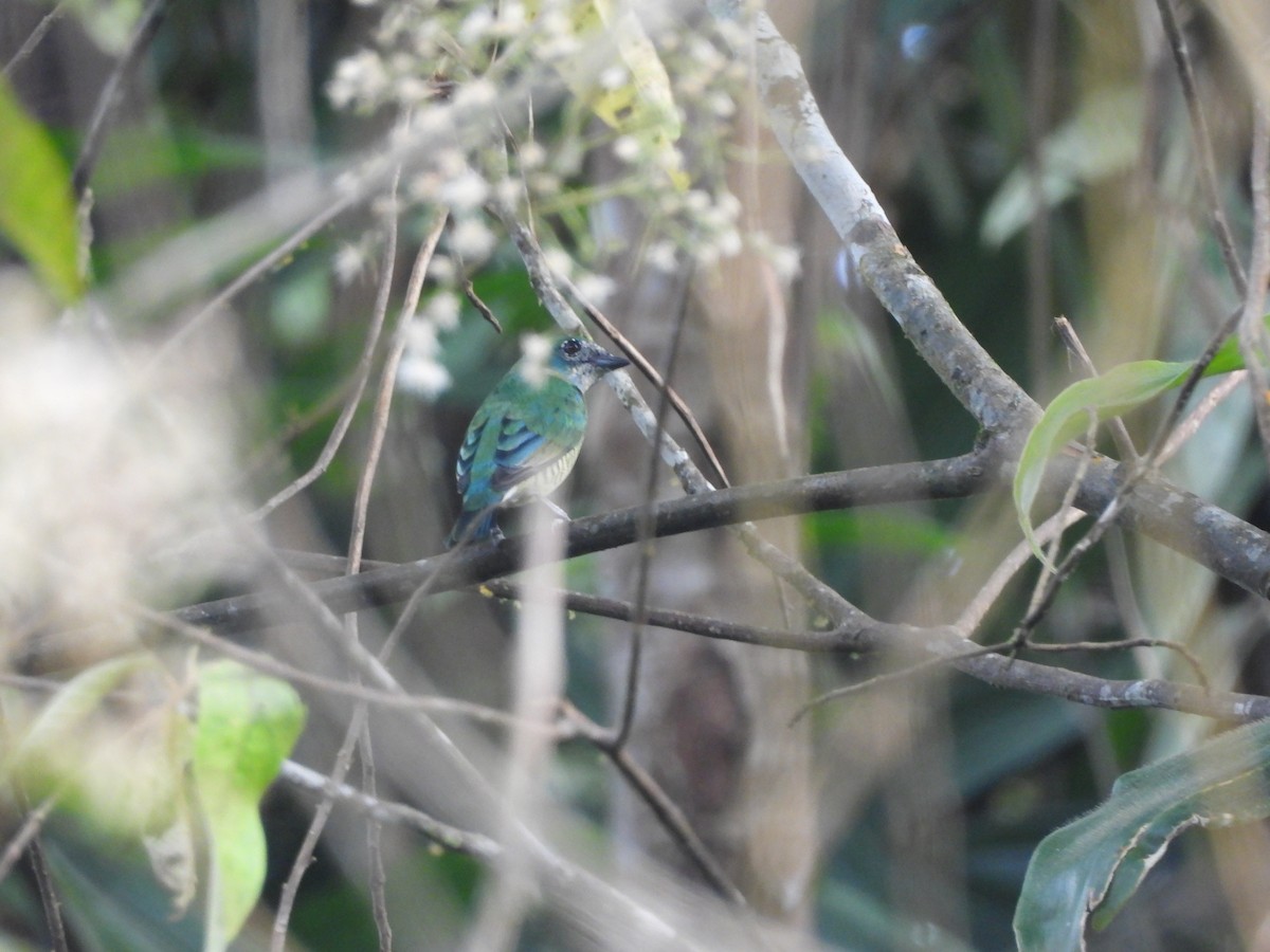 Swallow Tanager - ML643347984