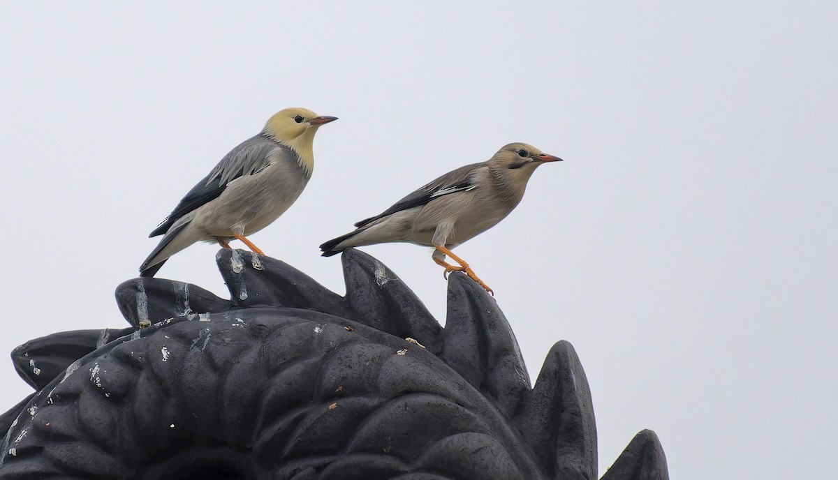 Étourneau soyeux - ML643347992