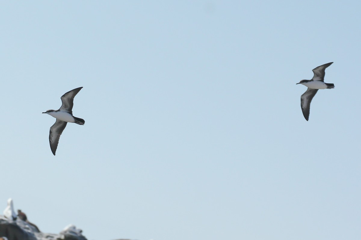 Galapagos Shearwater - ML643347995