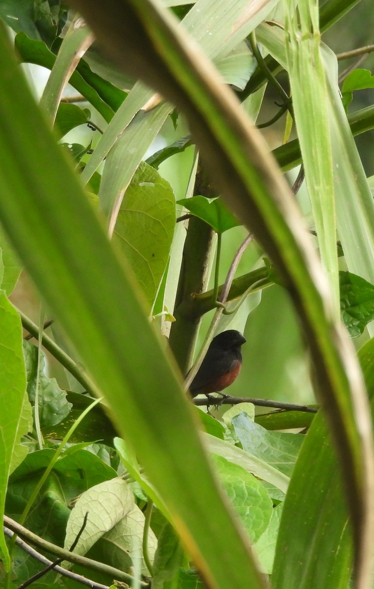 Chestnut-bellied Seed-Finch - ML643347999