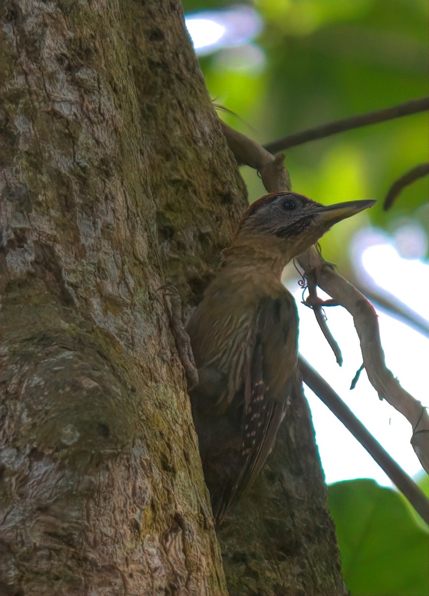 Laced Woodpecker - ML643348005