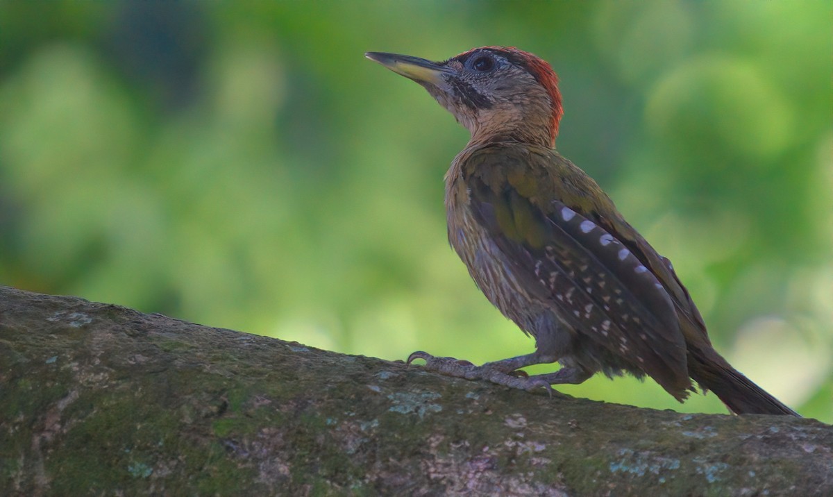 Laced Woodpecker - ML643348006