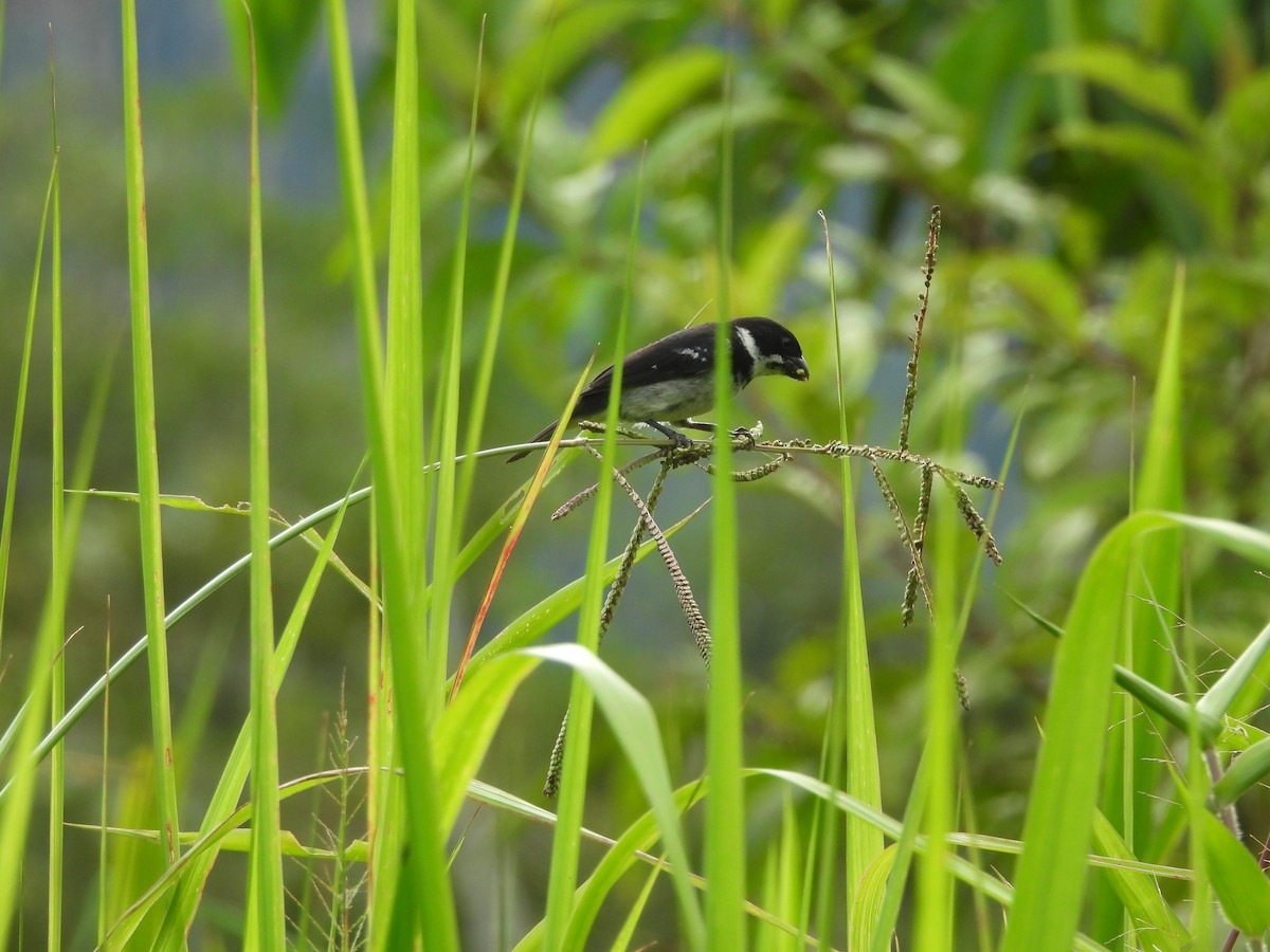 Wing-barred Seedeater - ML643348016