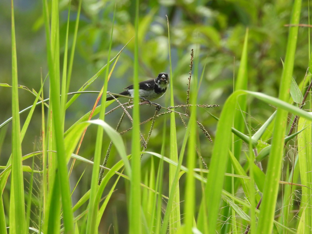 Wing-barred Seedeater - ML643348017