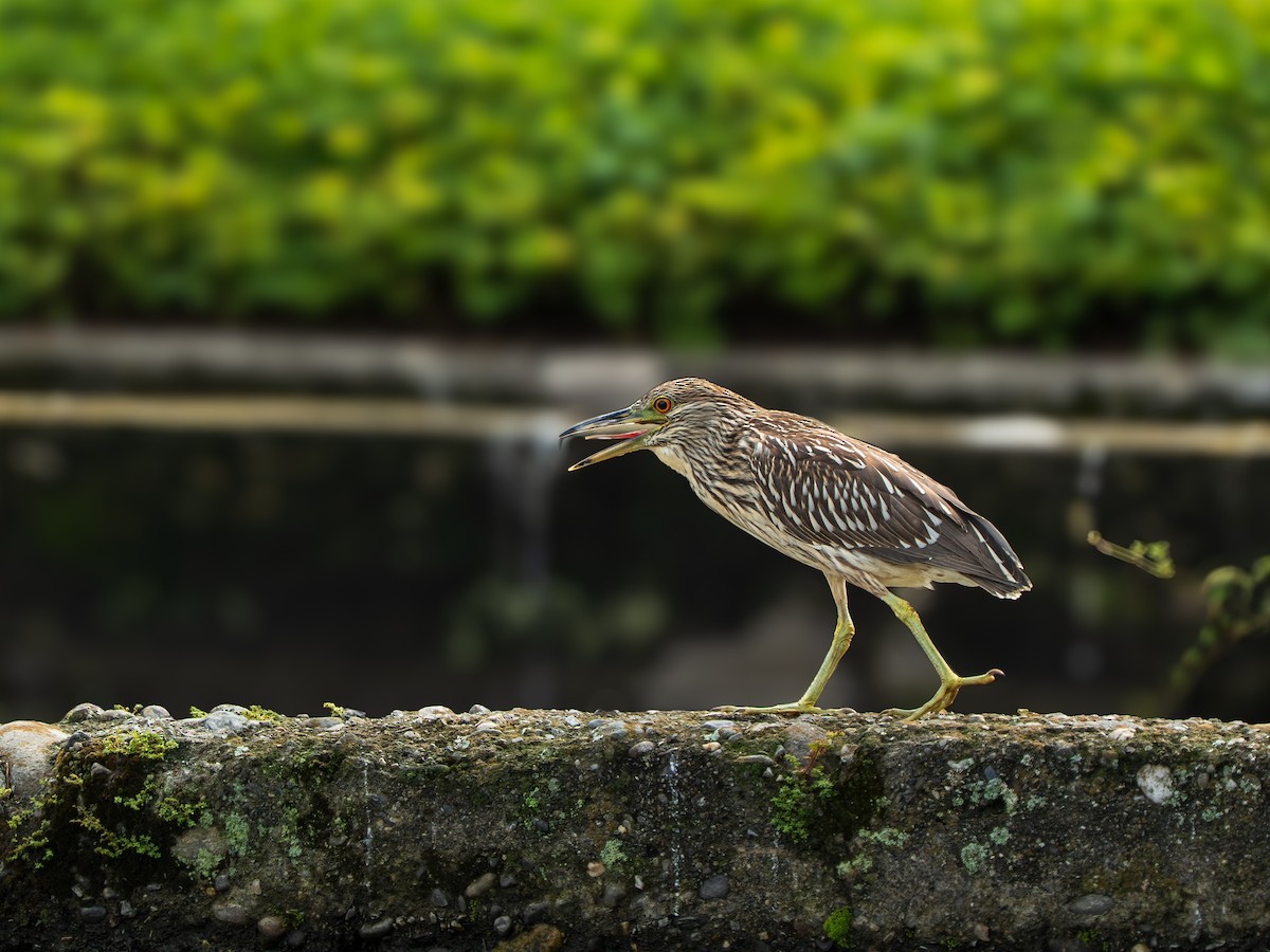 Black-crowned Night Heron - ML643348027