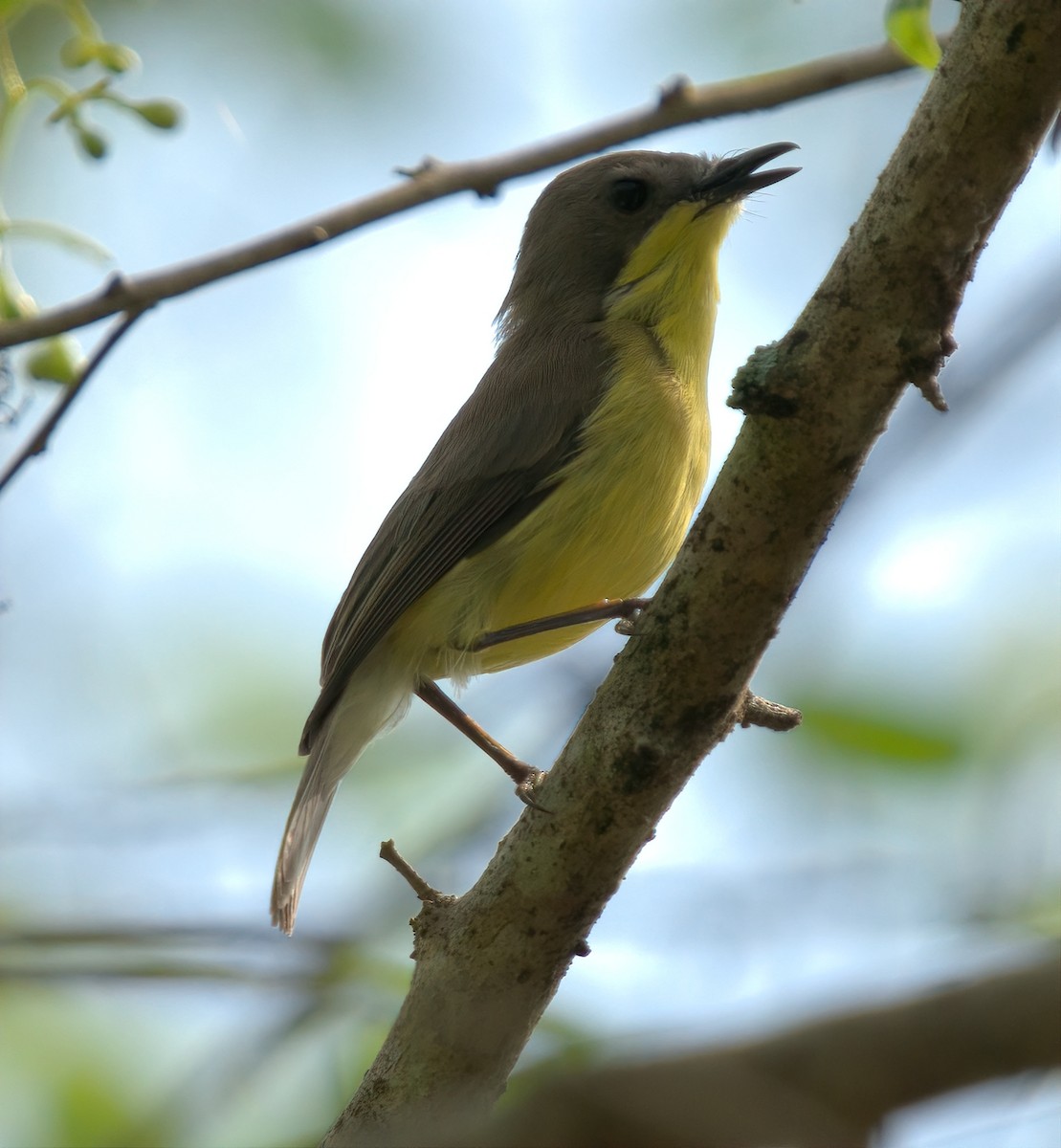 Golden-bellied Gerygone - ML643348029