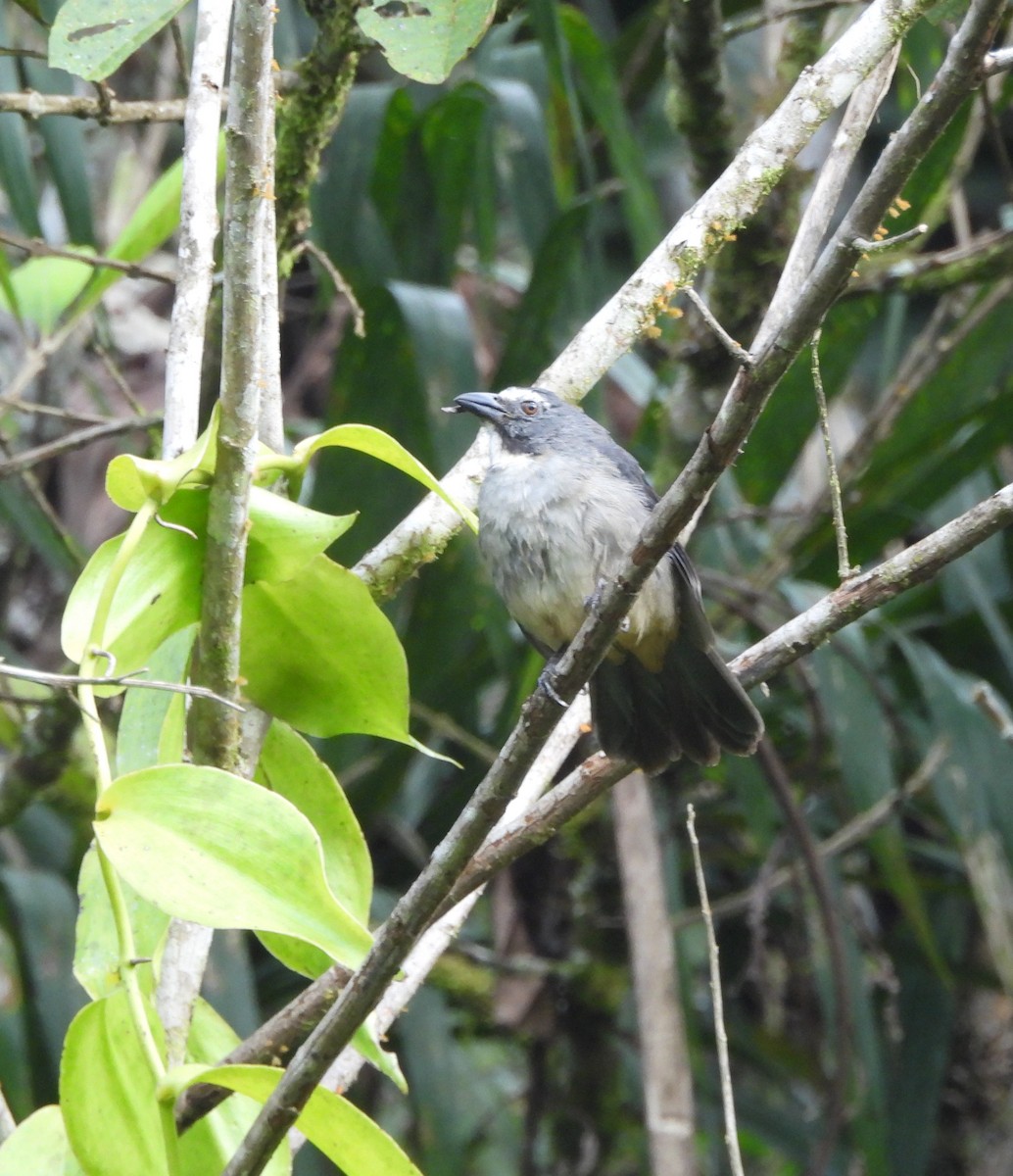 Bluish-gray Saltator - ML643348034