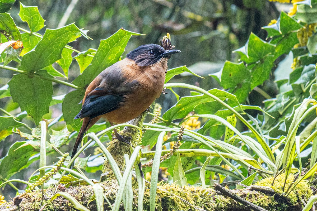 Rufous Sibia - ML643348044