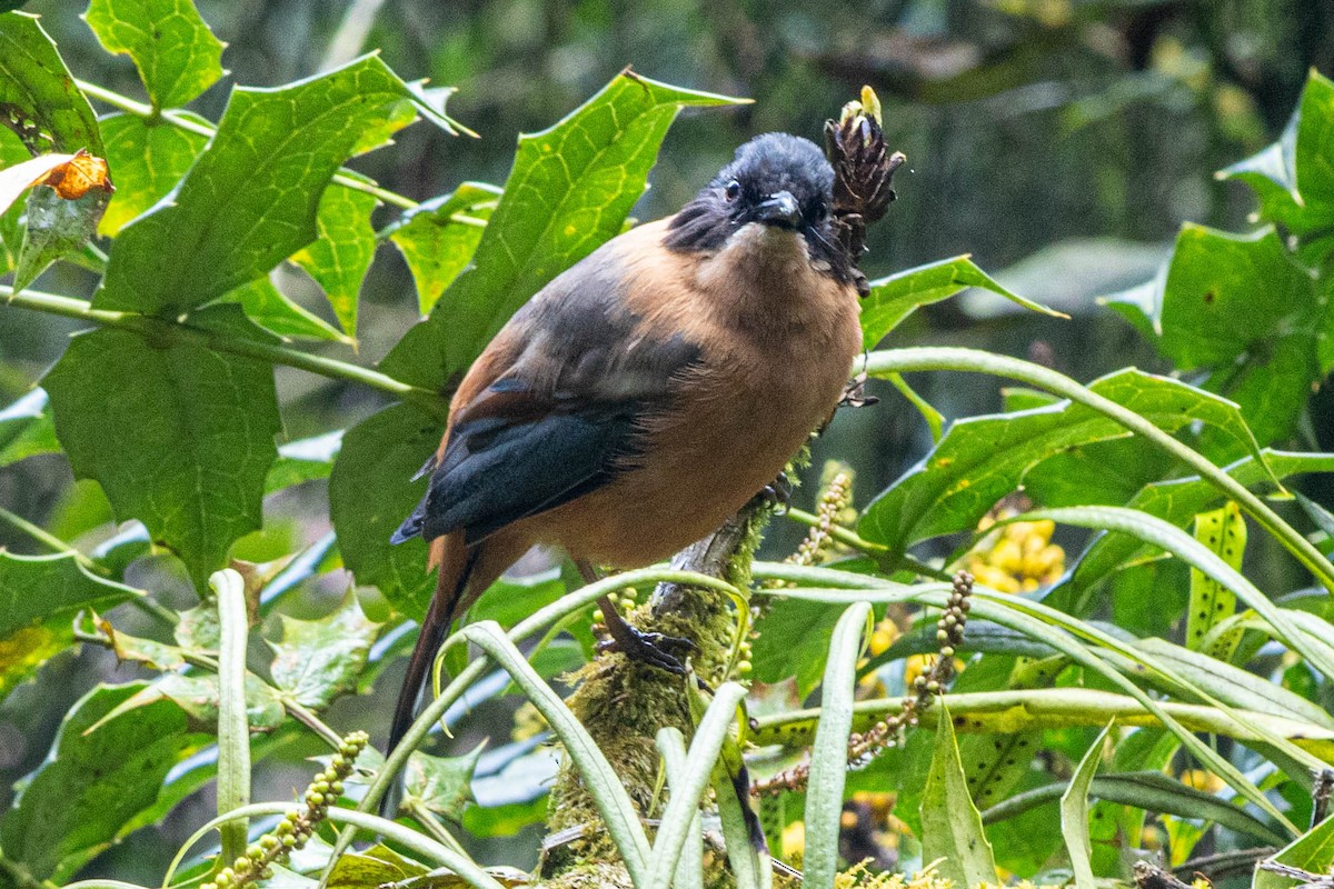 Rufous Sibia - ML643348045