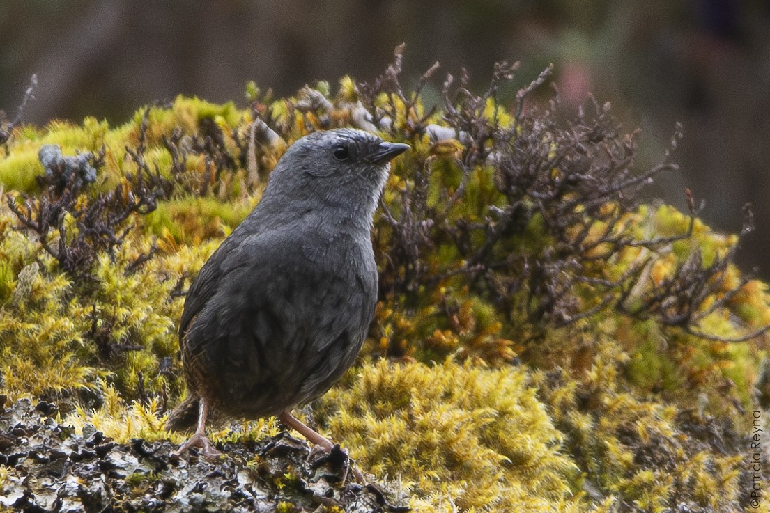 Jalca Tapaculo - ML643348060