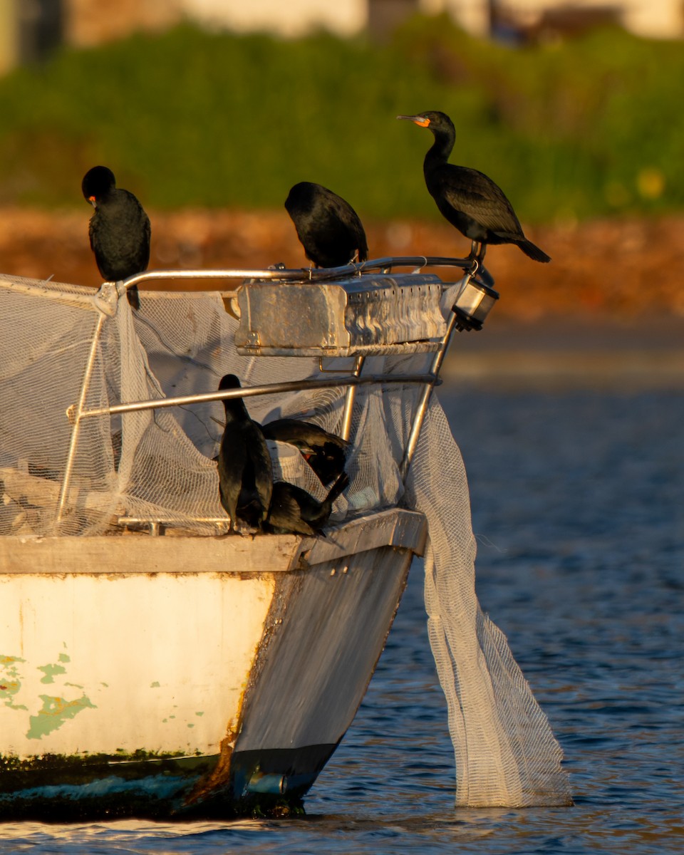 Cape Cormorant - ML643348063