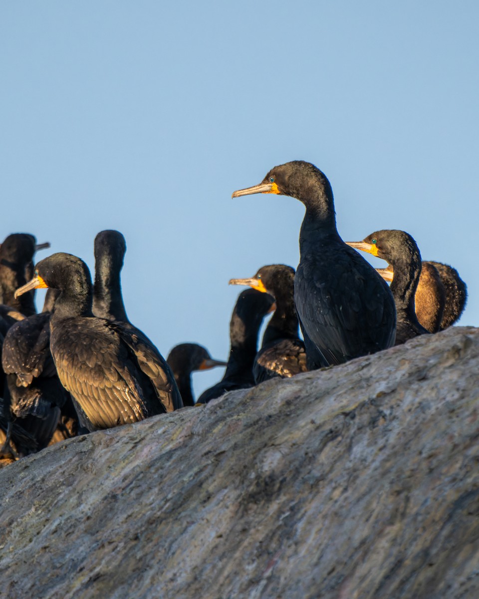 Cape Cormorant - ML643348064