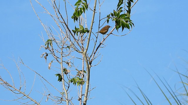 Palm Warbler - ML643348070