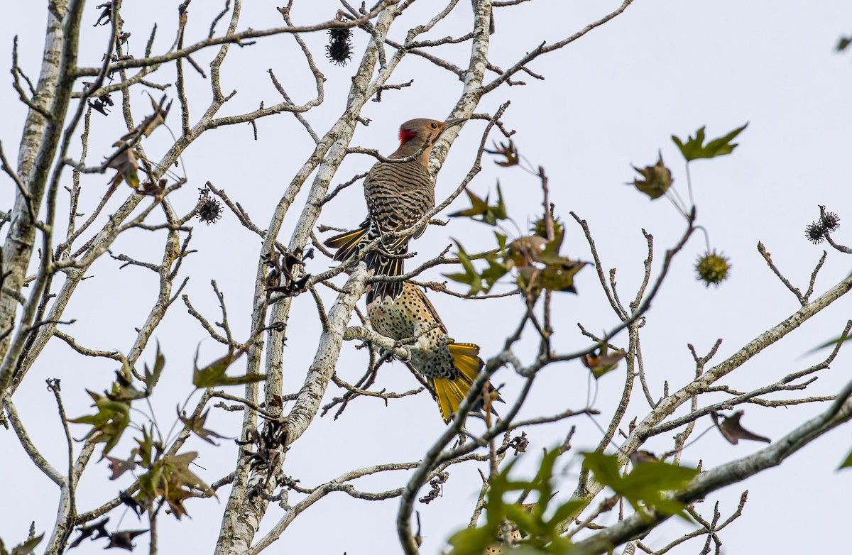 Шилоклювый дятел - ML643348096