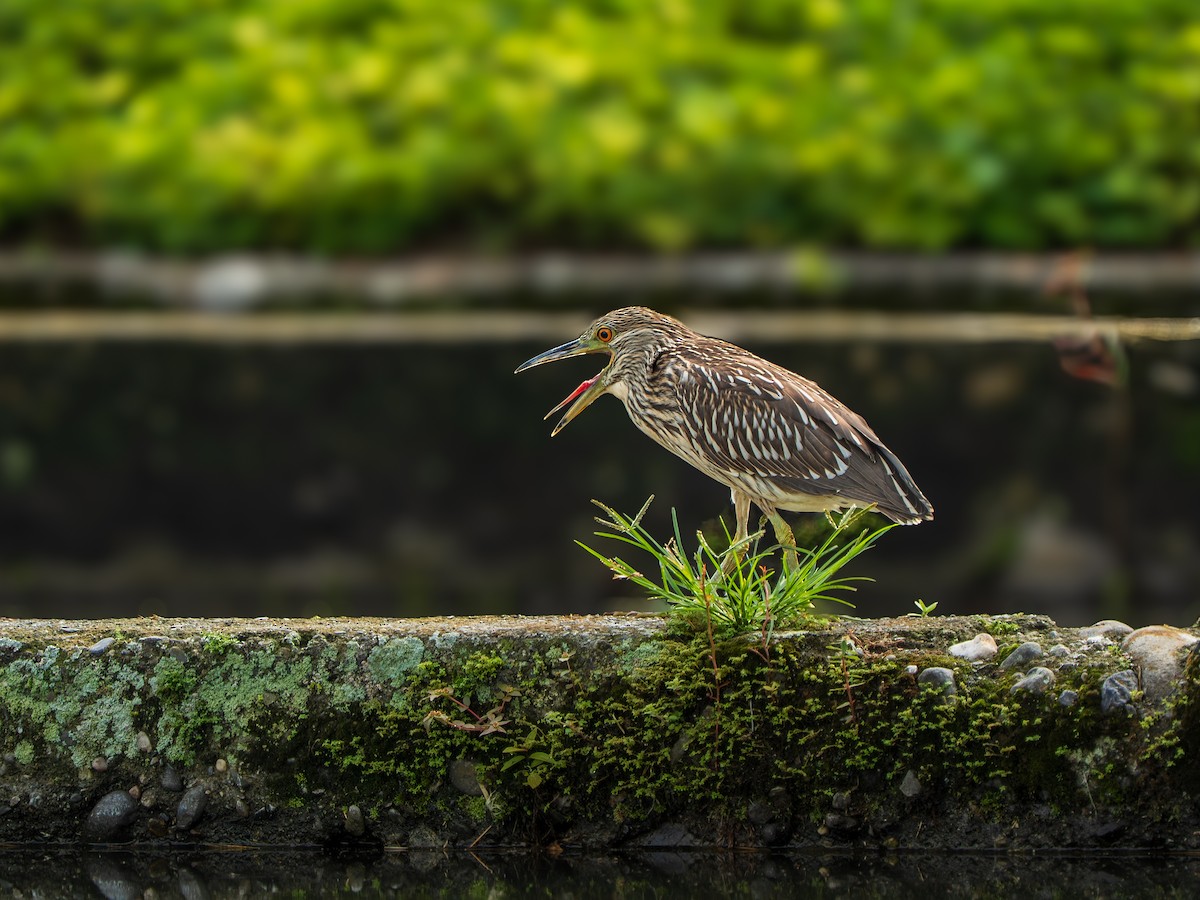 Black-crowned Night Heron - ML643348109