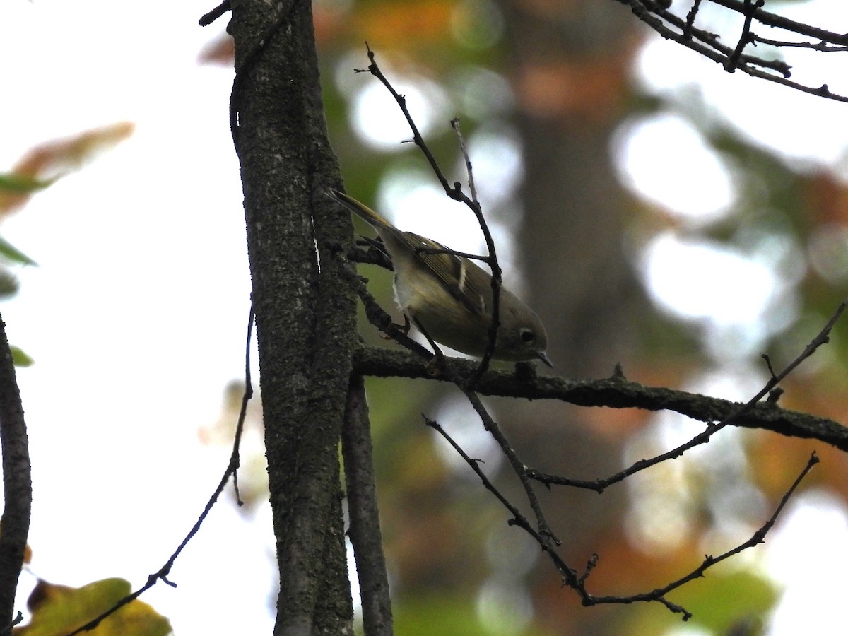 Ruby-crowned Kinglet - ML643348111
