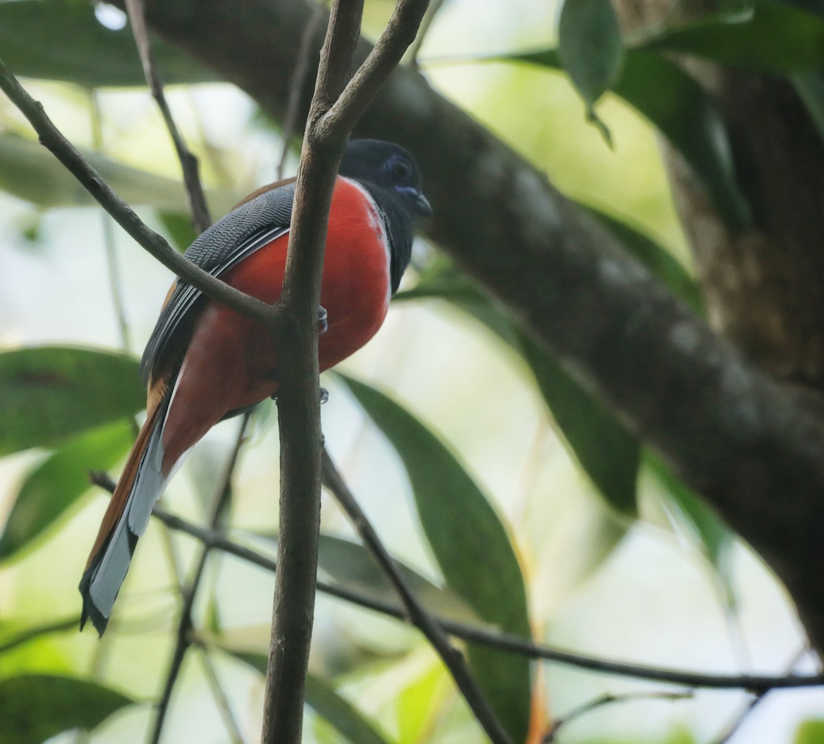 Malabar Trogon - ML643348135