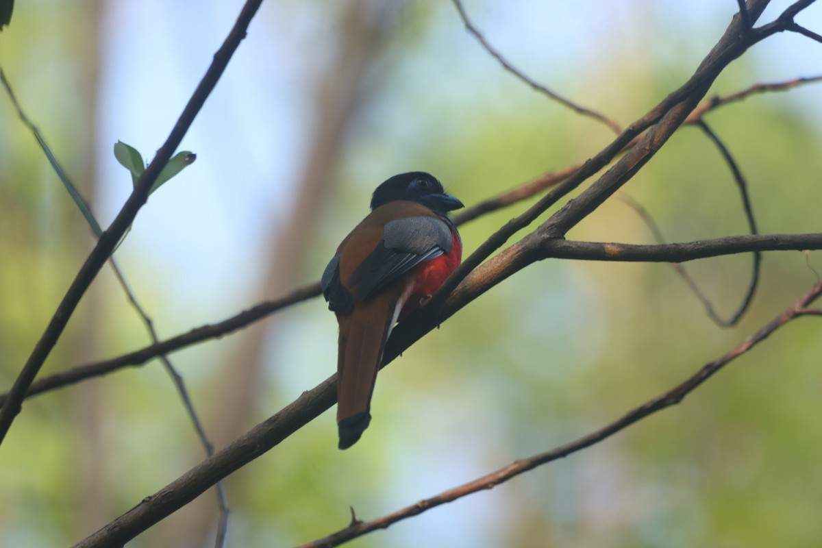 Malabar Trogon - ML643348136