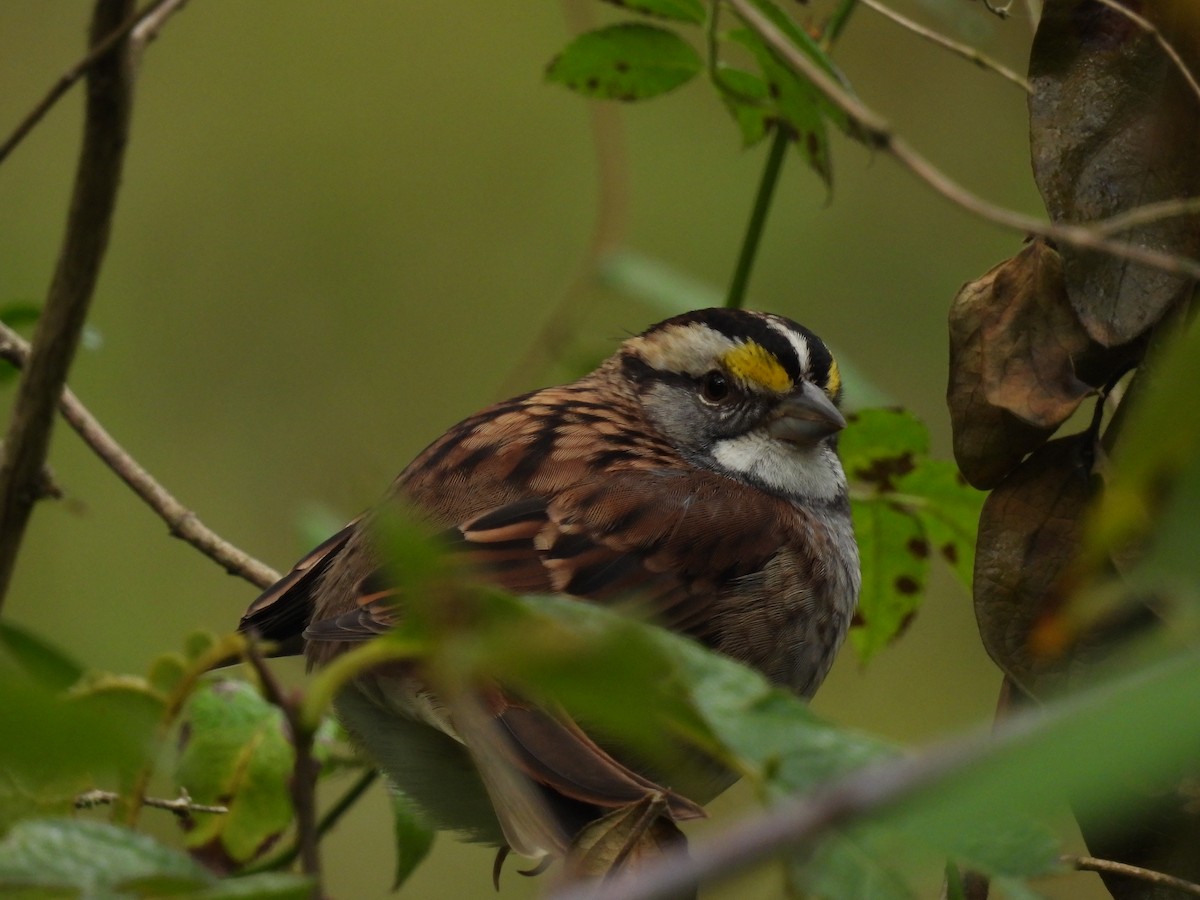 White-throated Sparrow - ML643348141