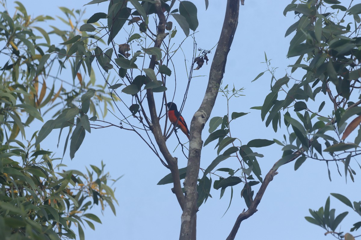 Orange Minivet - ML643348157