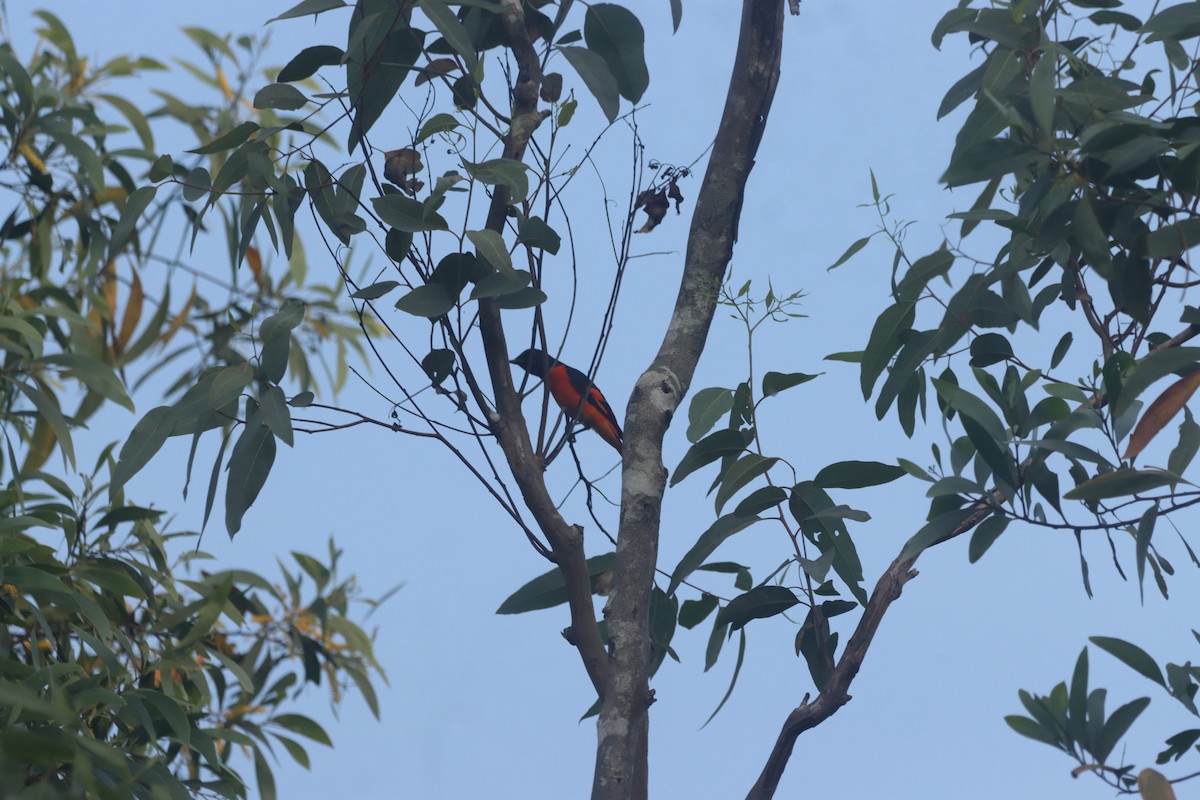 Orange Minivet - ML643348158