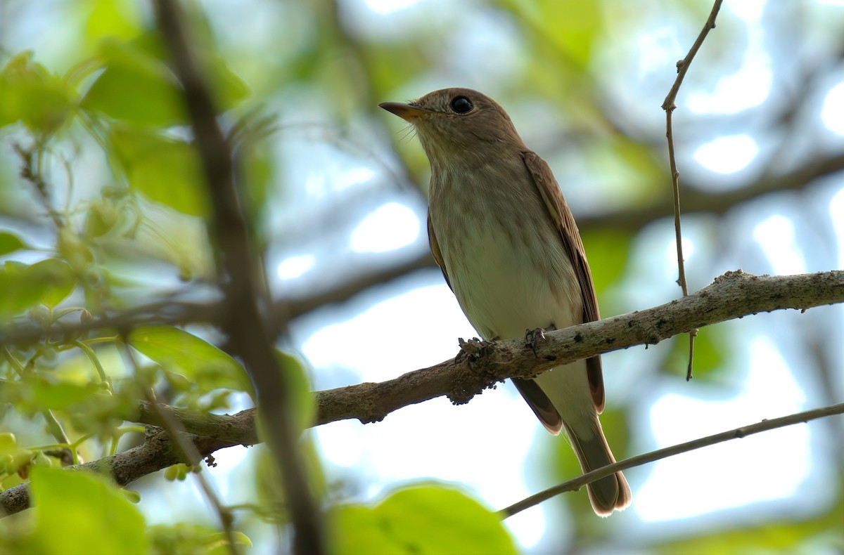 Brown-streaked Flycatcher - ML643348177