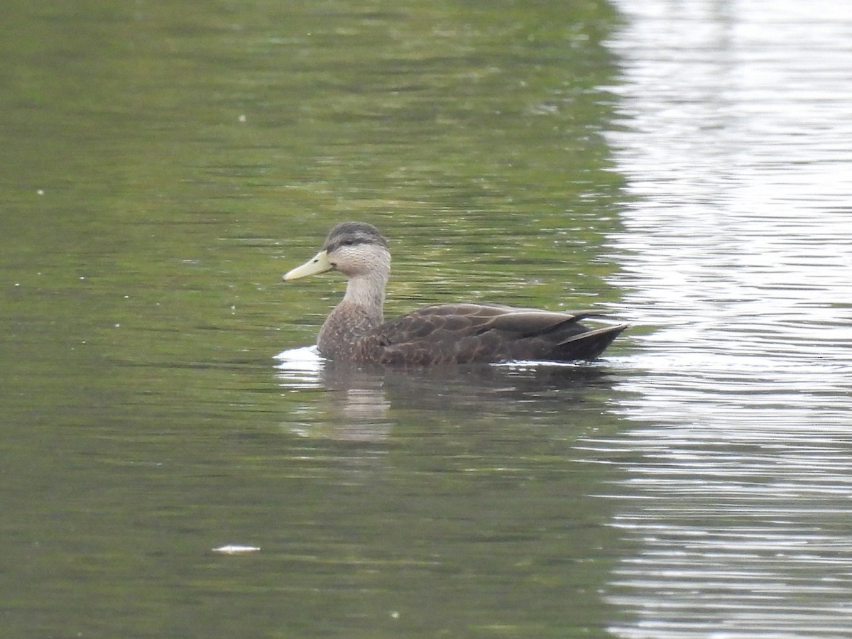 American Black Duck - ML643348200