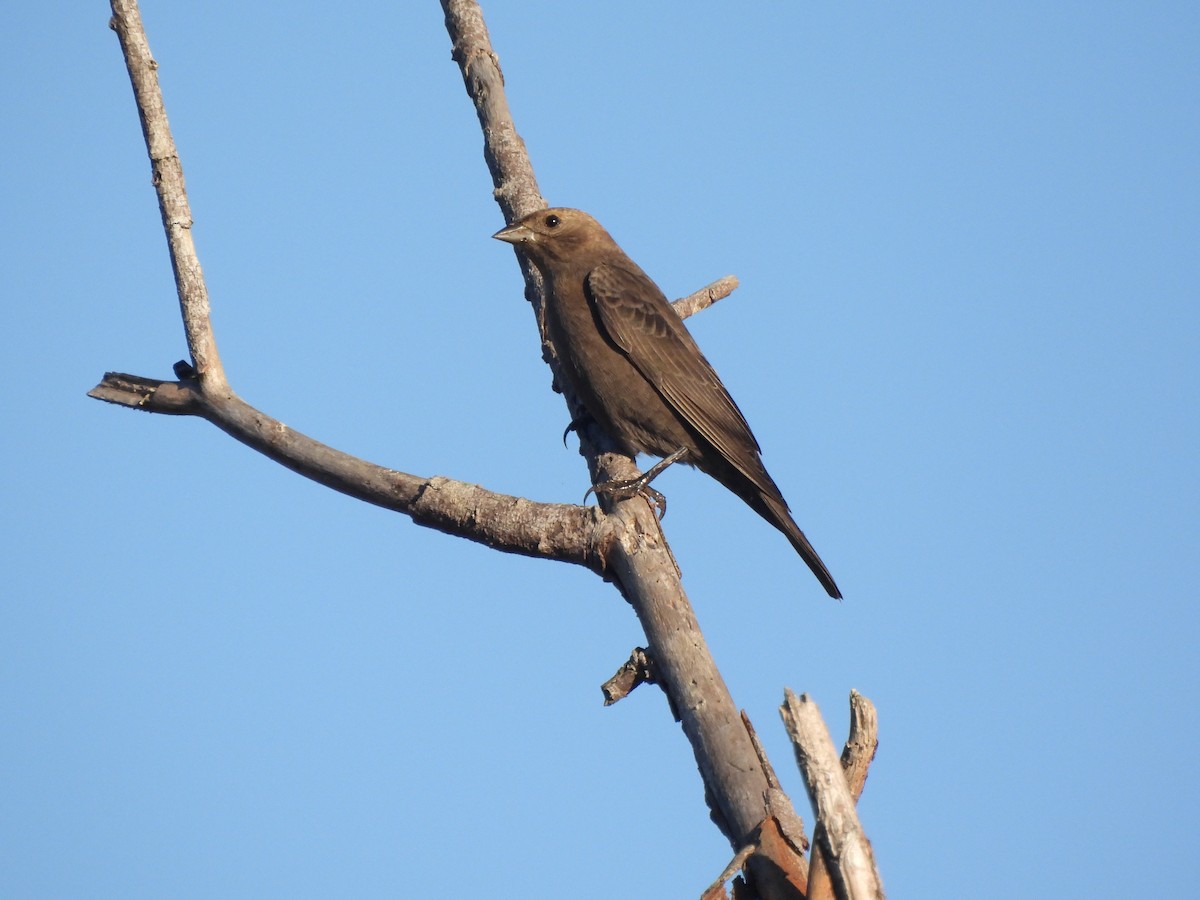 Brown-headed Cowbird - ML643348204