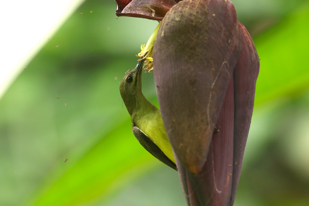 Little Spiderhunter - ML643348214