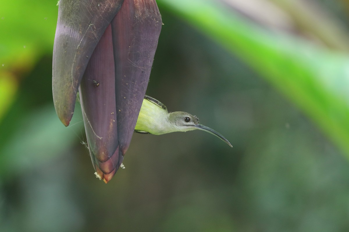 Little Spiderhunter - ML643348215