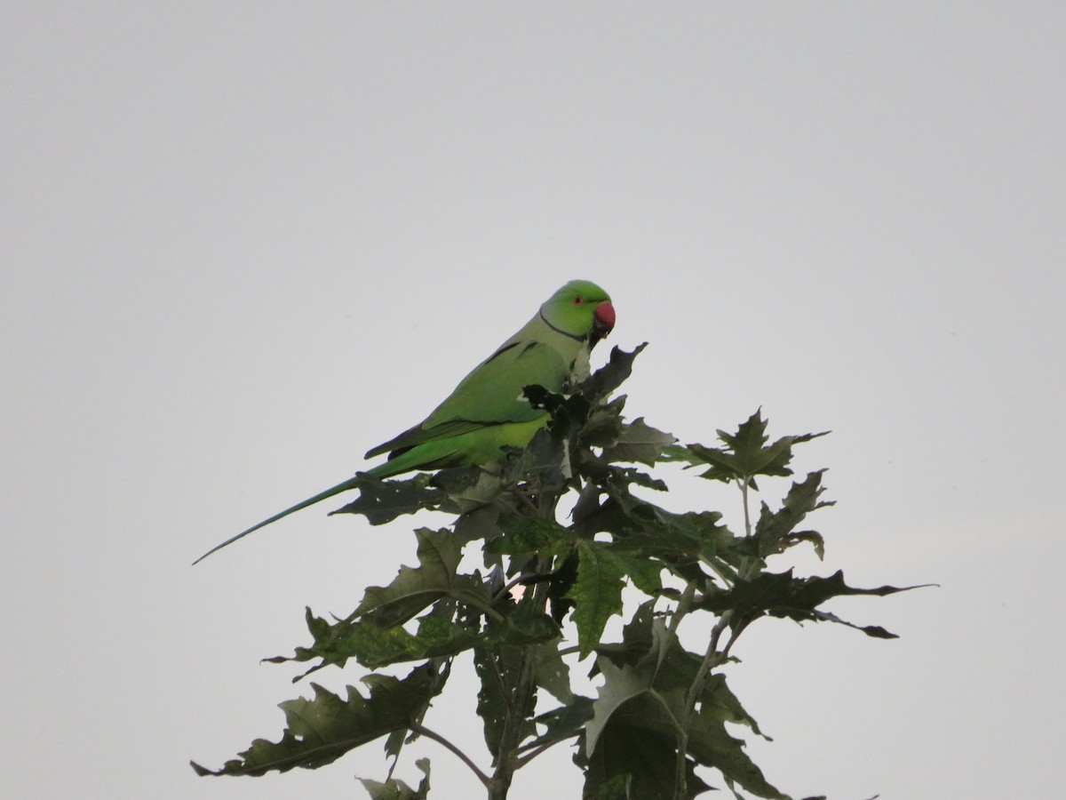 Rose-ringed Parakeet - ML643348216