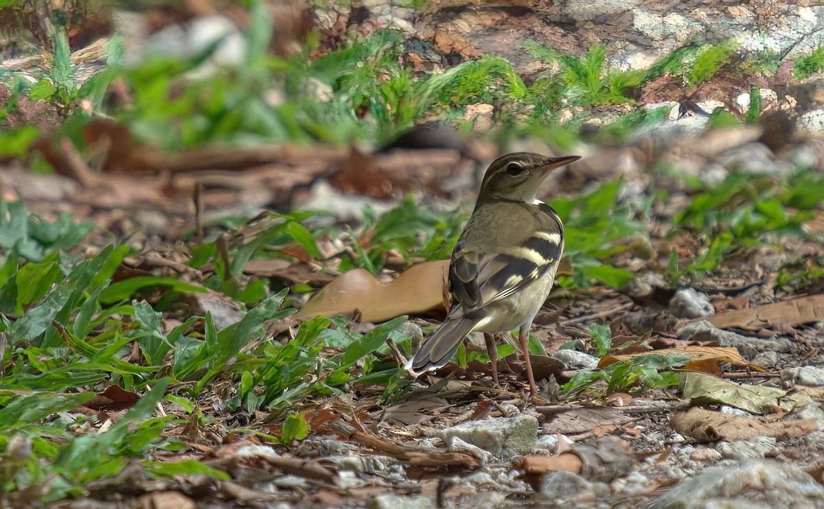 イワミセキレイ - ML643348218