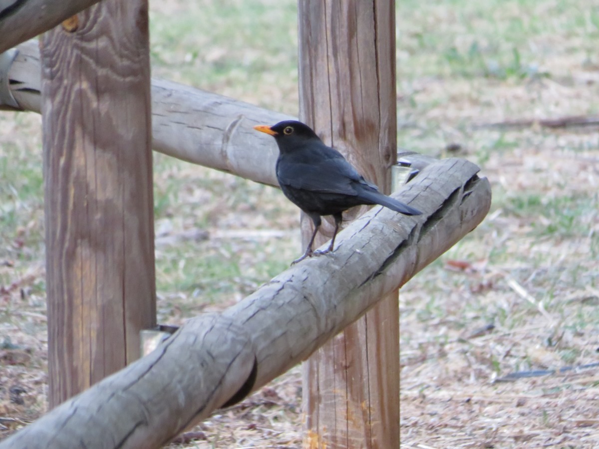 Eurasian Blackbird - ML643348221