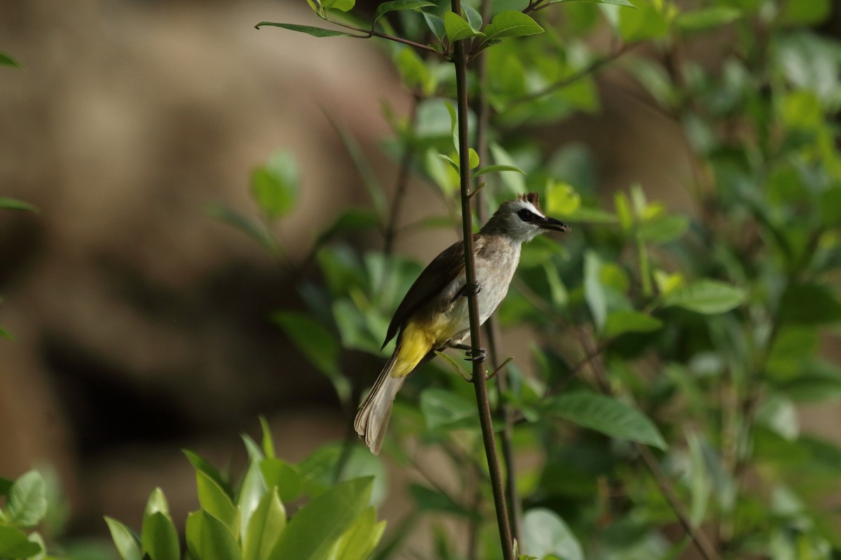 Yellow-vented Bulbul - ML643348232