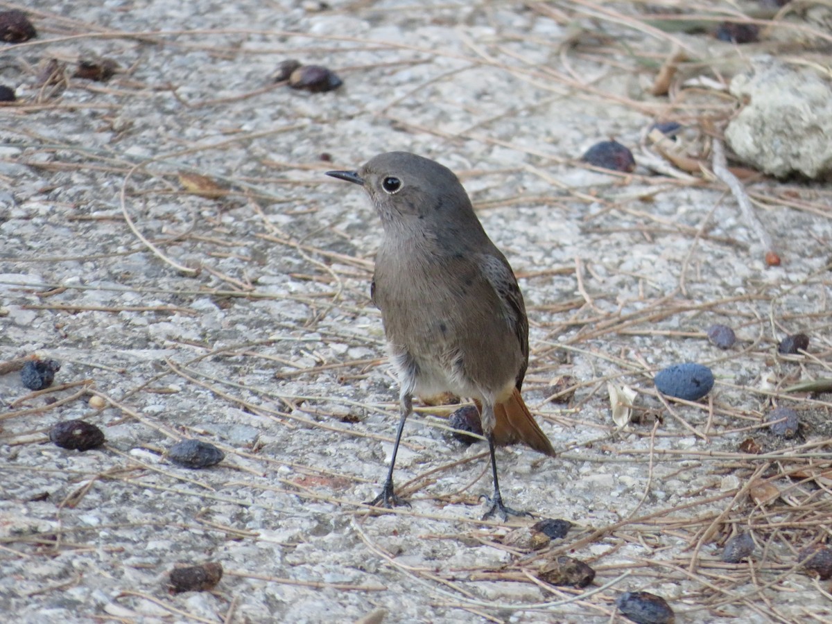 Black Redstart - ML643348241