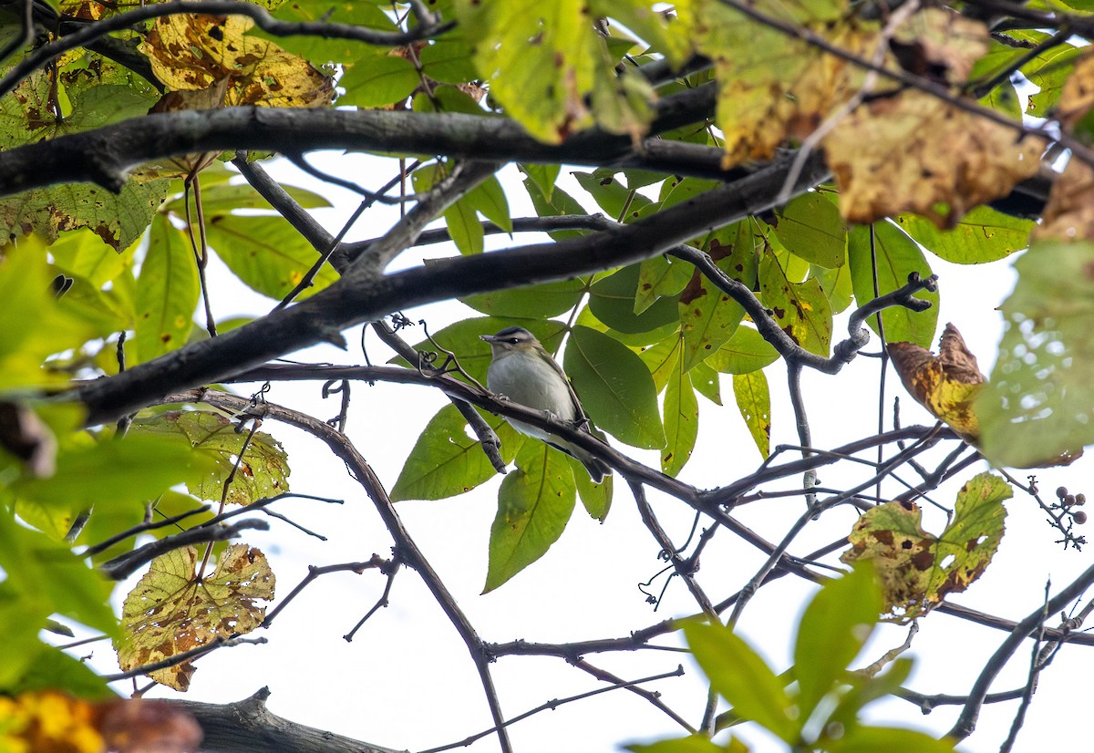 Красноглазый виреон - ML643348244