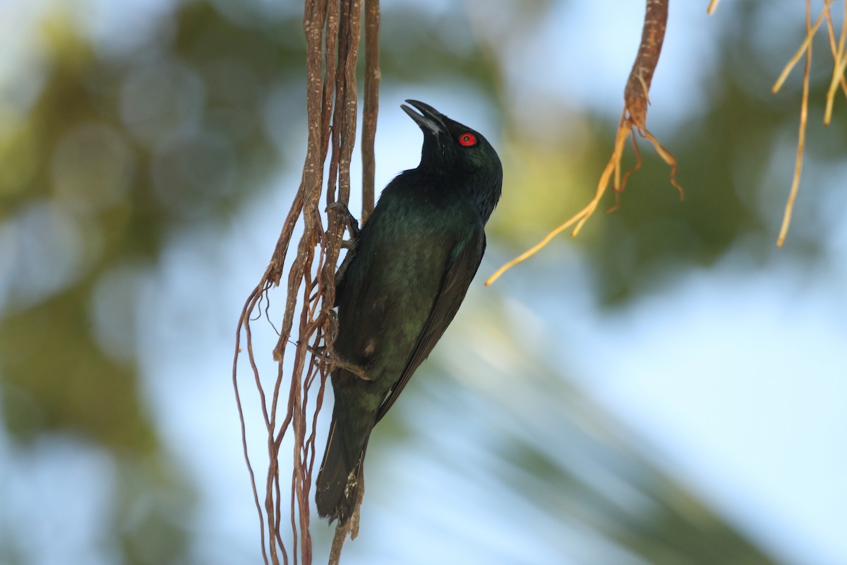 Asian Glossy Starling - ML643348248