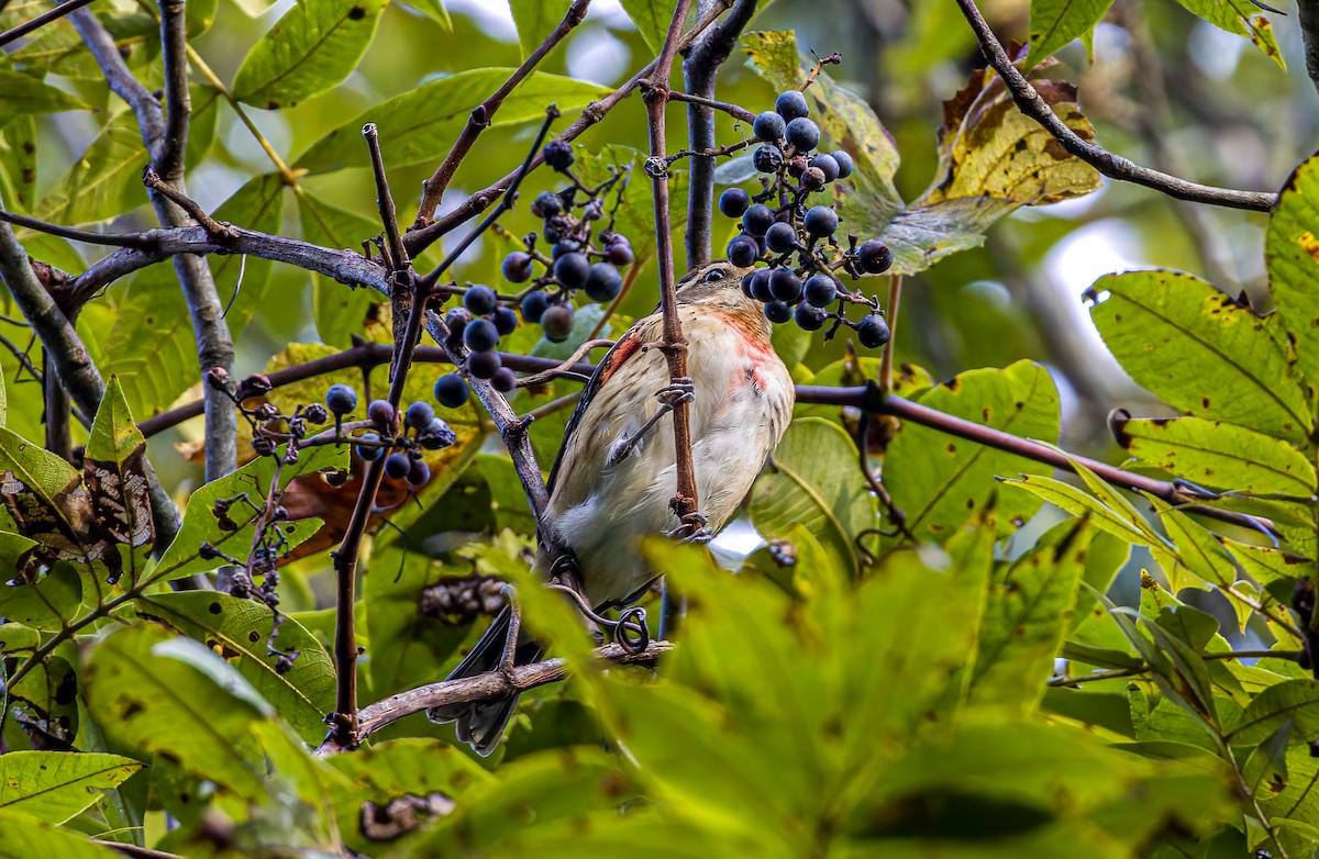 Розовогрудый толстонос - ML643348250
