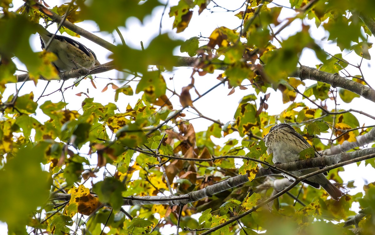 Розовогрудый толстонос - ML643348251