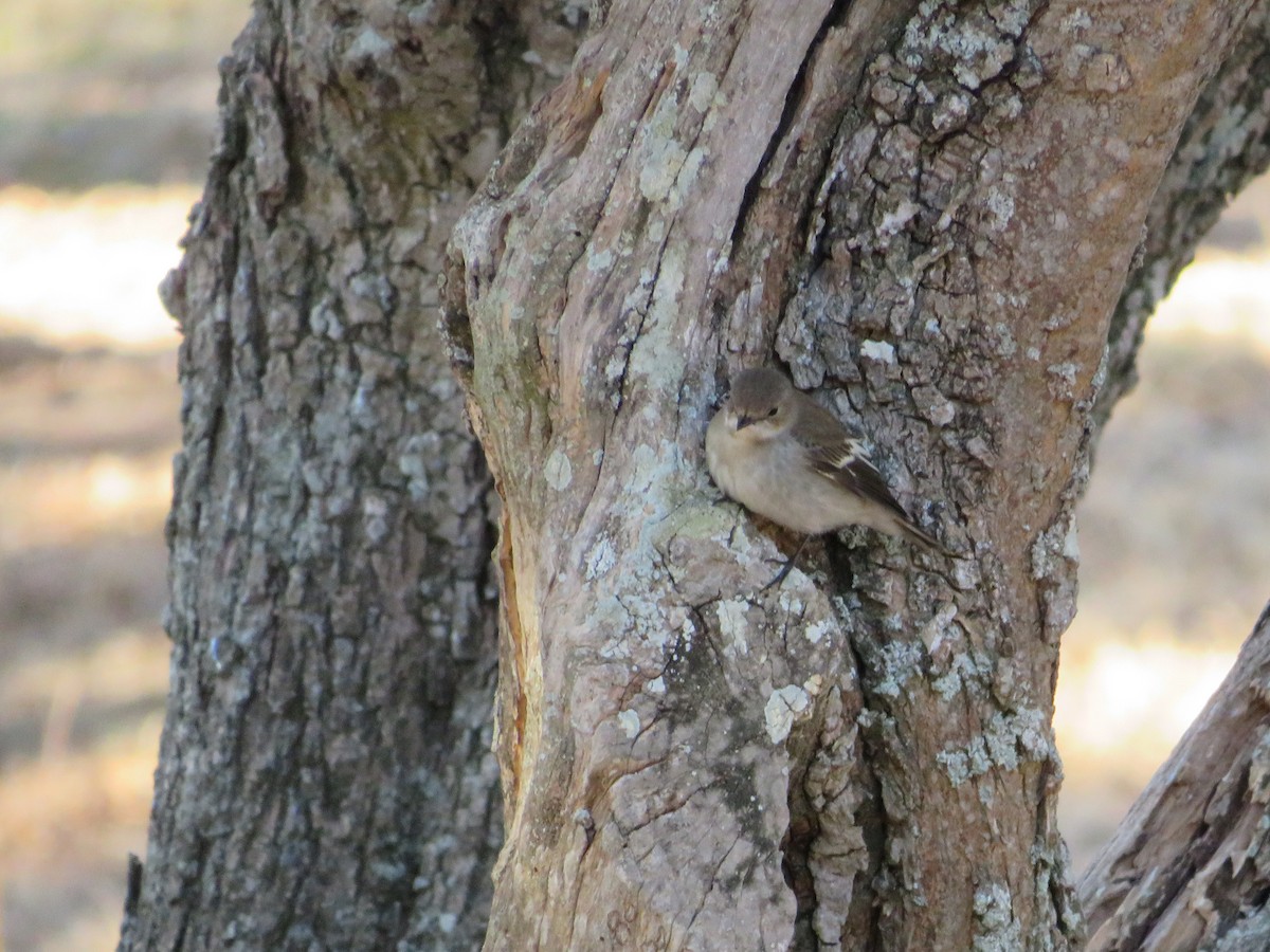 European Pied Flycatcher - ML643348269