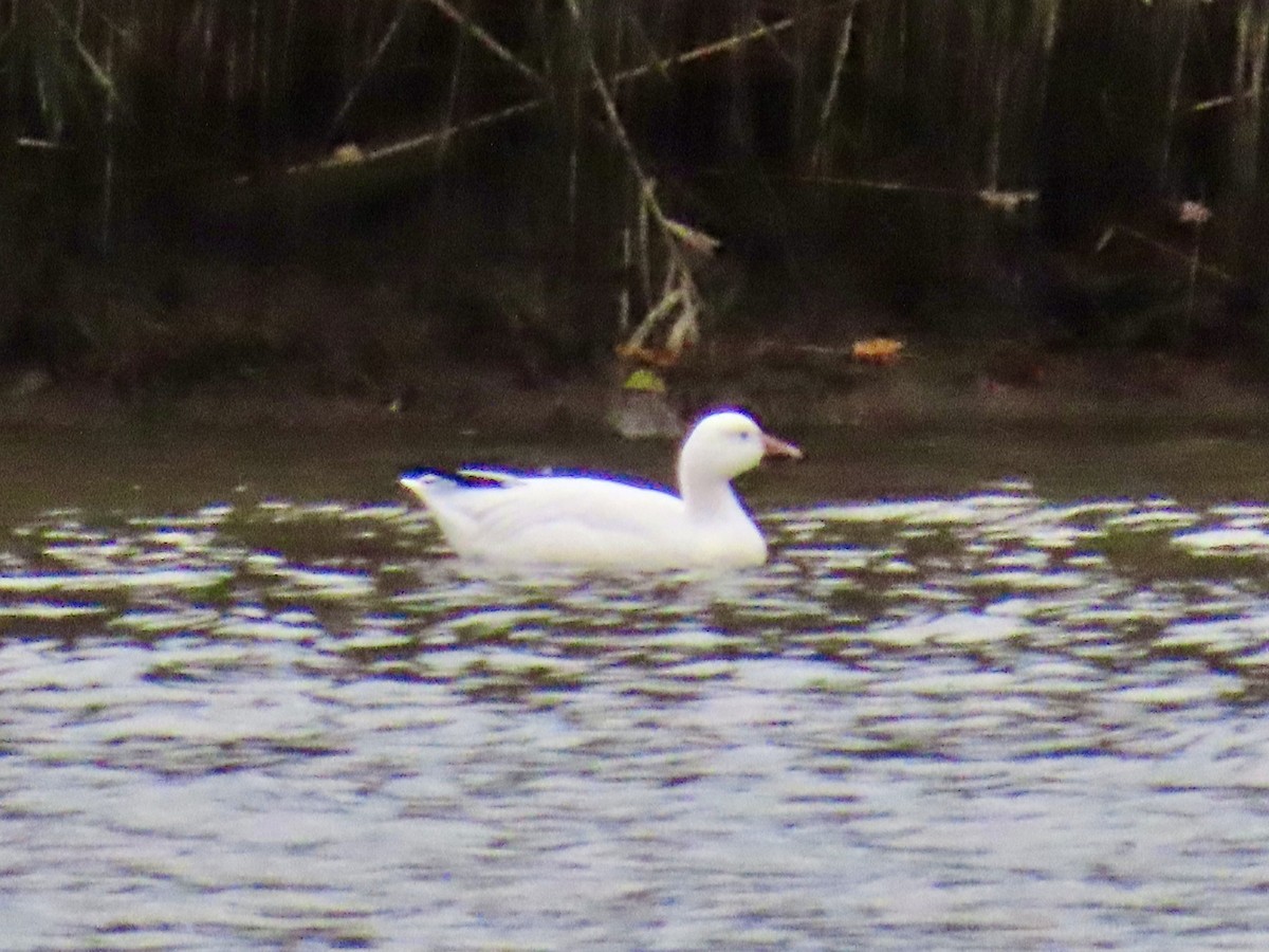 Snow Goose - ML643348296