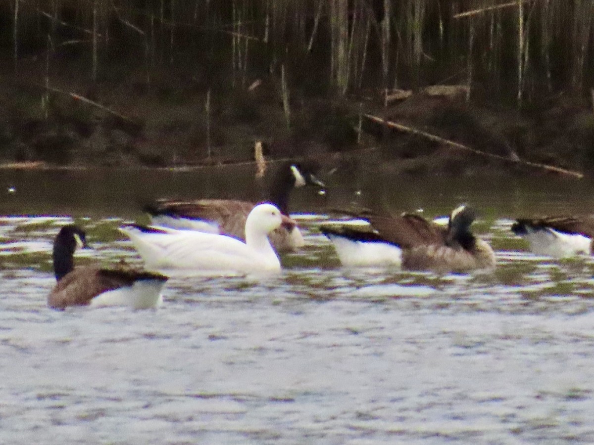 Snow Goose - ML643348297