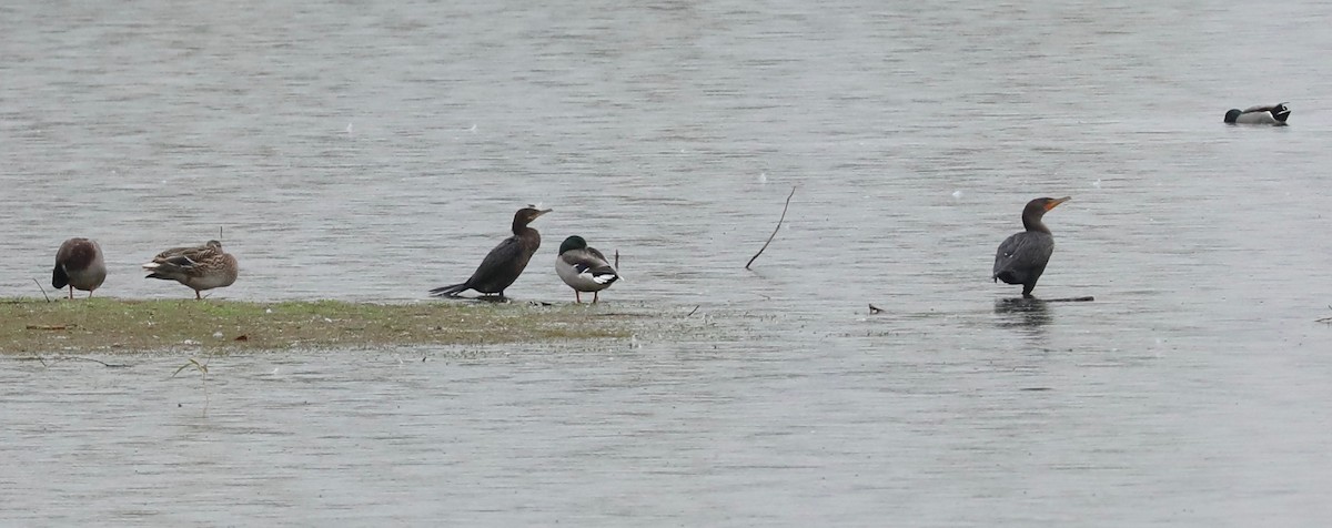 Neotropic Cormorant - ML643348315